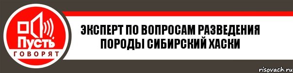 Эксперт по вопросам разведения породы сибирский хаски