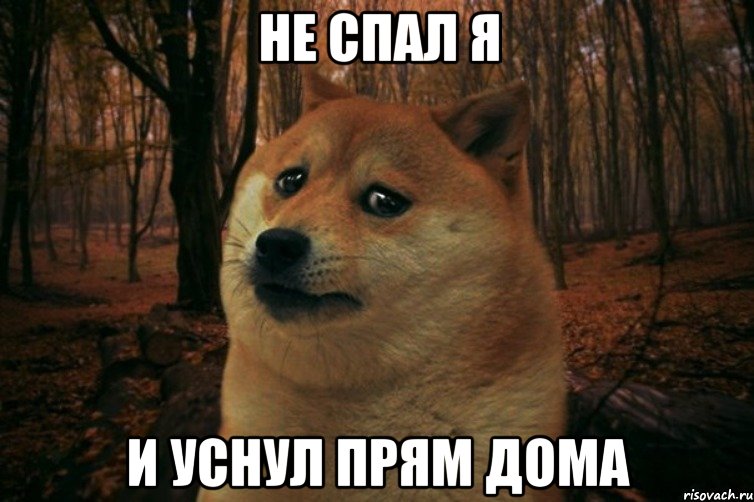 Не спал я и уснул прям дома, Мем SAD DOGE