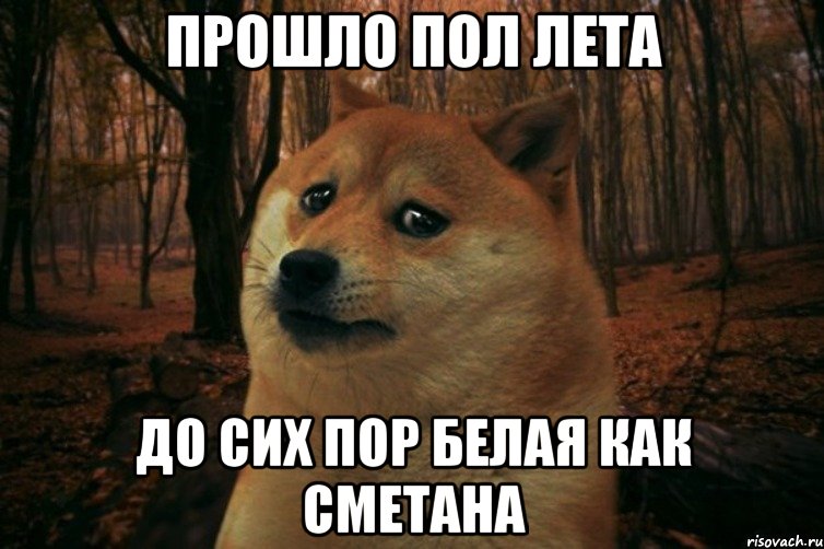 прошло пол лета до сих пор белая как сметана, Мем SAD DOGE