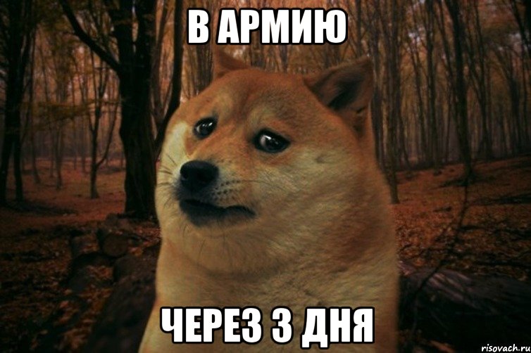 В армию через 3 дня, Мем SAD DOGE