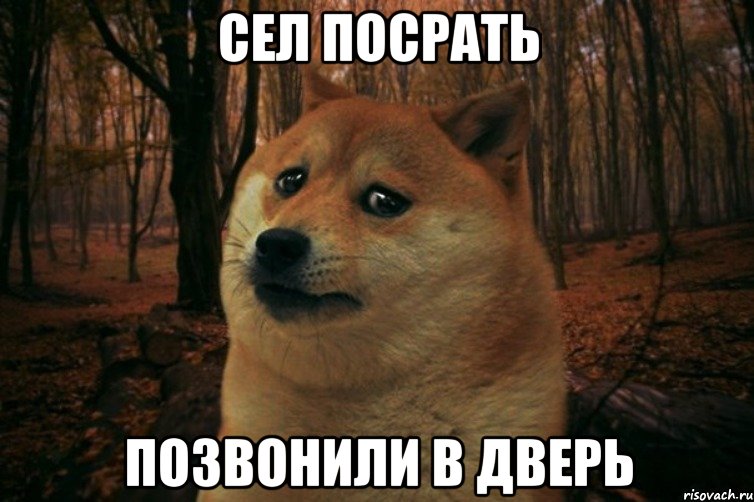 сел посрать позвонили в дверь, Мем SAD DOGE