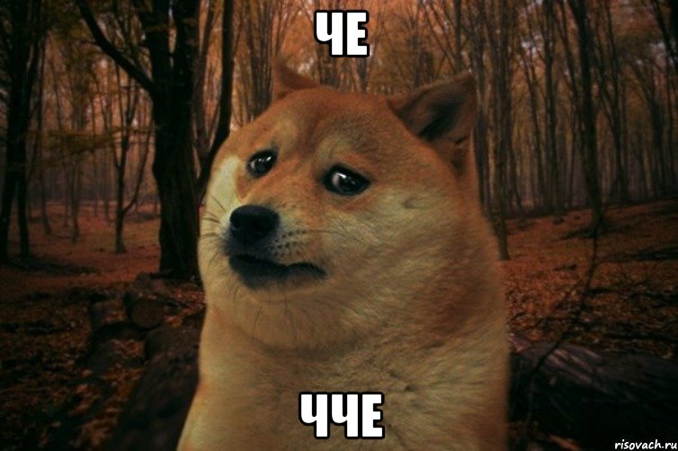 ЧЕ ЧЧЕ, Мем SAD DOGE