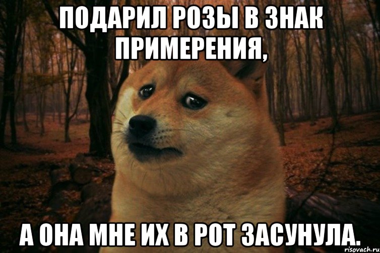 Подарил розы в знак примерения, а она мне их в рот засунула., Мем SAD DOGE