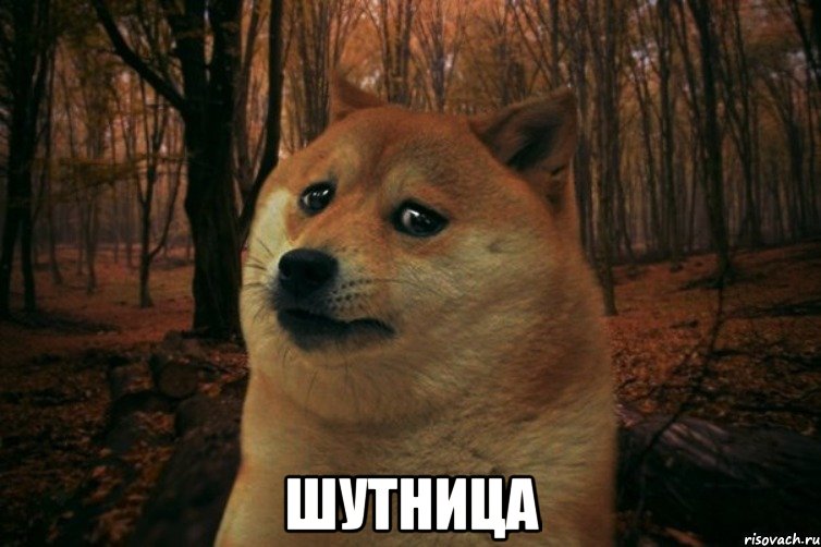  шутница, Мем SAD DOGE