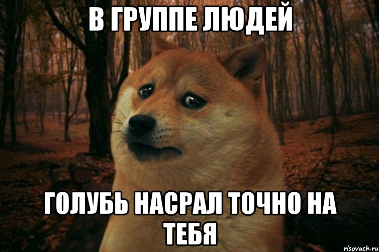 В группе людей Голубь насрал точно на тебя, Мем SAD DOGE