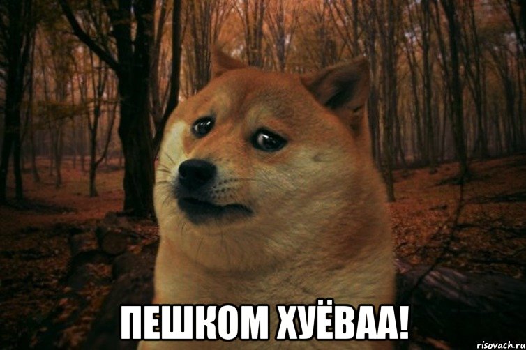  Пешком ХуЁваа!, Мем SAD DOGE