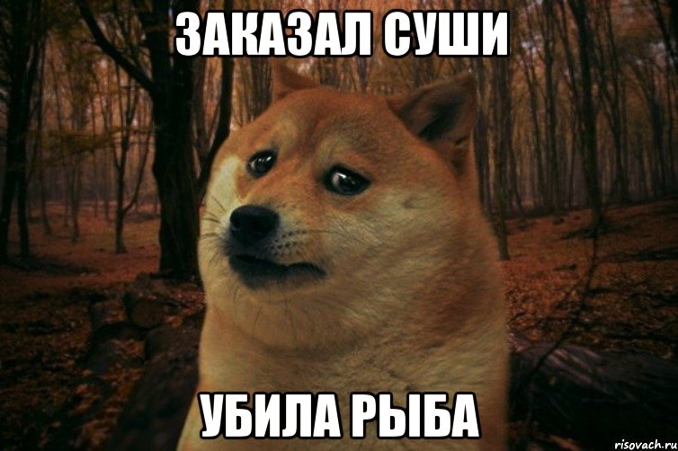 Заказал суши убила рыба, Мем SAD DOGE