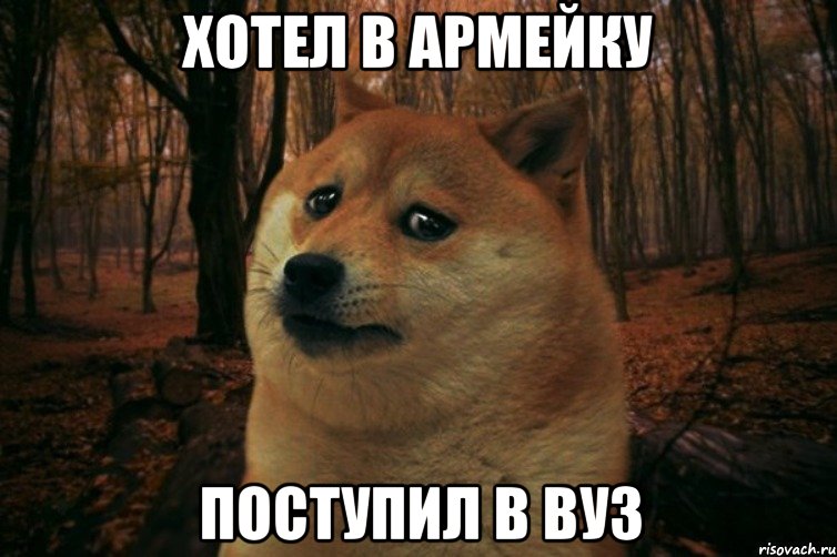 хотел в армейку поступил в вуз, Мем SAD DOGE