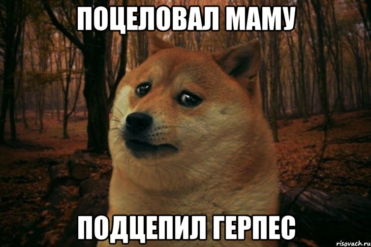 поцеловал маму подцепил герпес, Мем SAD DOGE