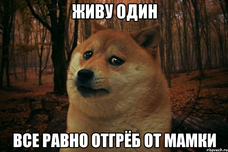 живу один все равно отгрёб от мамки, Мем SAD DOGE