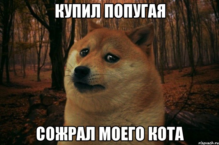 Купил попугая сожрал моего кота, Мем SAD DOGE