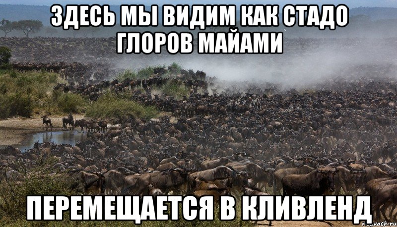 Здесь мы видим как стадо глоров Майами перемещается в Кливленд, Мем Стадо