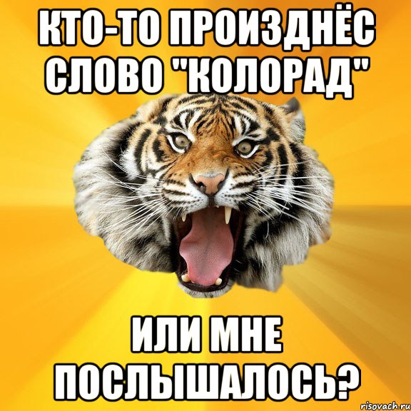 Кто-то произднёс слово "колорад" или мне послышалось?, Мем СУМАСШЕДШИЙ ТИГР