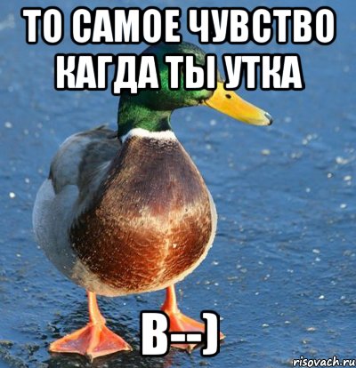 То самое чувство кагда ты утка B--), Мем Утка мем