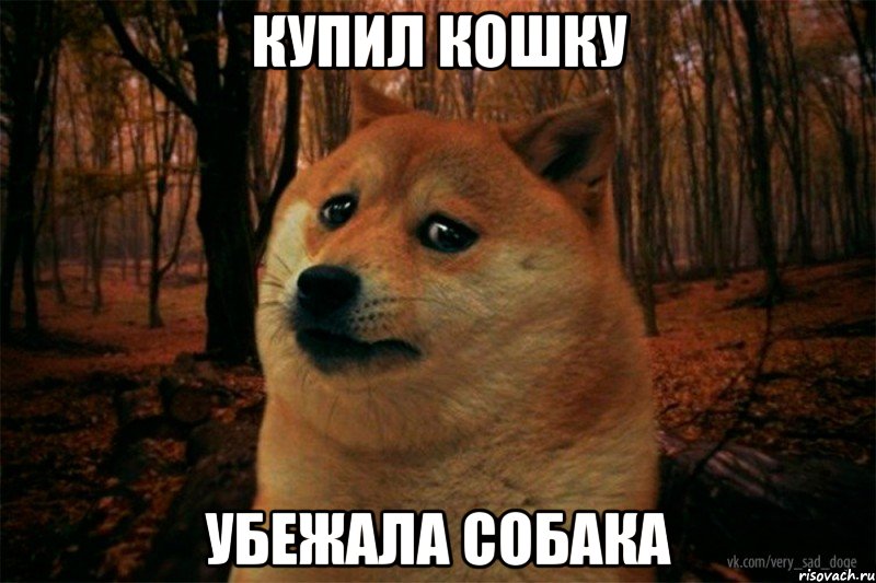 купил кошку убежала собака, Мем SAD DOGE