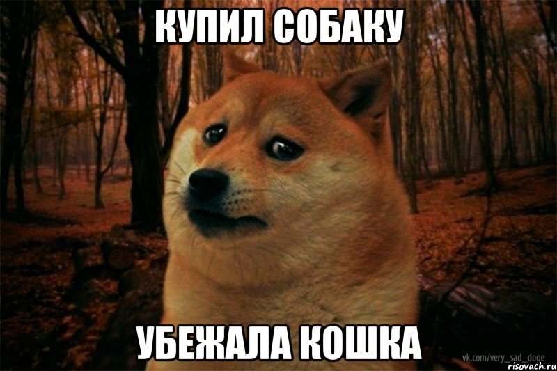 купил собаку убежала кошка, Мем SAD DOGE