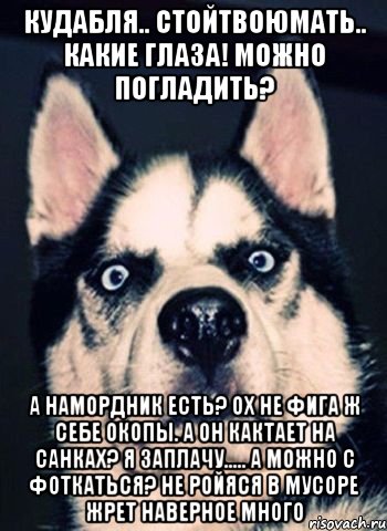кудабля.. стойтвоюмать.. какие глаза! можно погладить? а намордник есть? ох не фига ж себе окопы. а он кактает на санках? я заплачу..... а можно с фоткаться? не ройяся в мусоре жрет наверное много