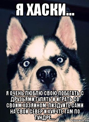 Я ХАСКИ... Я очень люблю свою побегать с друзьями,гулять и играть со своим хозяином. Пиздуйте сами на свой север и хуячте там по тундре....