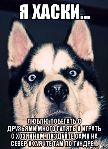 Я ХАСКИ... ЛЮБЛЮ ПОБЕГАТЬ С ДРУЗЬЯМИ,МНОГО ГУЛЯТЬ И ИГРАТЬ С ХОЗЯИНОМ. ПИЗДУЙТЕ САМИ НА СЕВЕР И ХУЯЧТЕ ТАМ ПО ТУНДРЕ....