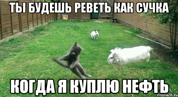 ты будешь реветь как сучка когда я куплю нефть, Мем ыап