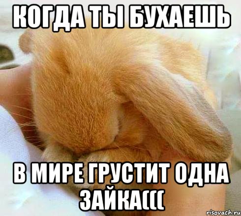 Когда ты бухаешь В мире грустит одна зайка(((
