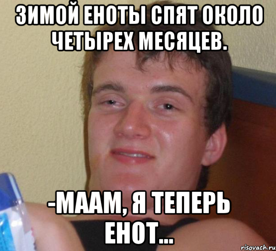 Зимой еноты спят около четырех месяцев. -Маам, я теперь енот..., Мем 10 guy (Stoner Stanley really high guy укуренный парень)