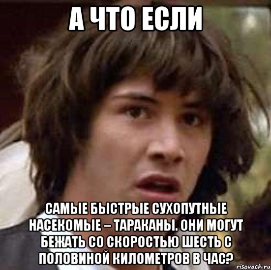 а что если Самые быстрые сухопутные насекомые – тараканы. Они могут бежать со скоростью шесть с половиной километров в час?, Мем А что если (Киану Ривз)