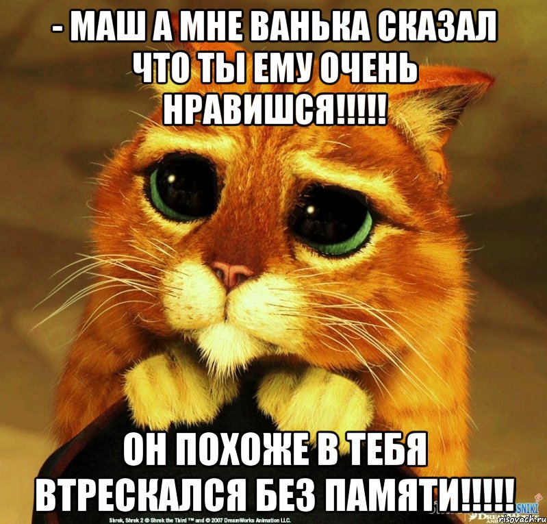 - маш а мне ванька сказал что ты ему очень нравишся!!!!! он похоже в тебя втрескался без памяти!!!!!, Мем Котик из Шрека