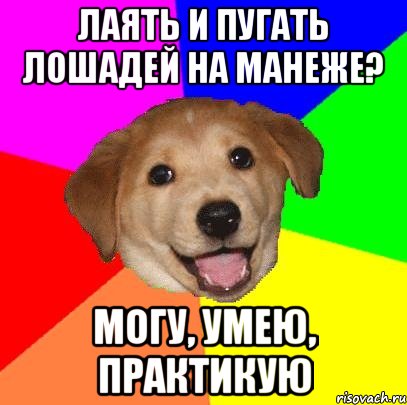 Лаять и пугать лошадей на манеже? Могу, умею, практикую, Мем Advice Dog