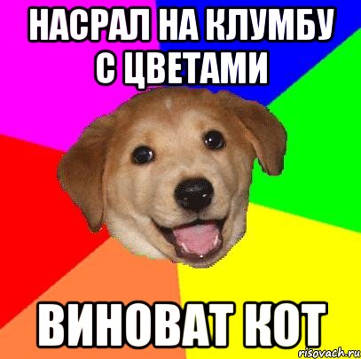 насрал на клумбу с цветами виноват кот, Мем Advice Dog