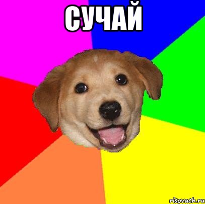 СУЧАЙ , Мем Advice Dog