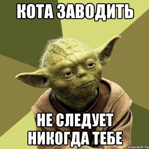 Кота заводить Не следует никогда тебе