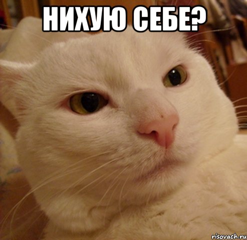 нихую себе? , Мем Дерзкий котэ