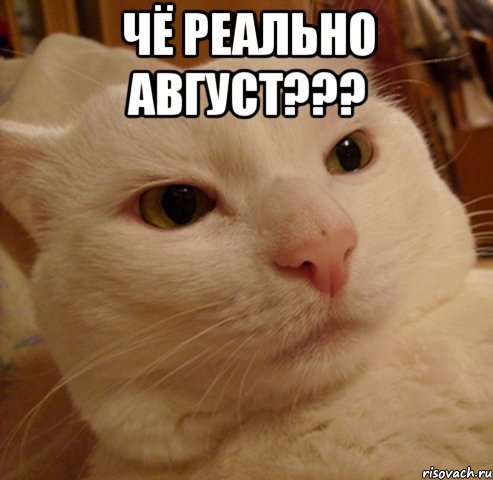 Чё реально август??? , Мем Дерзкий котэ