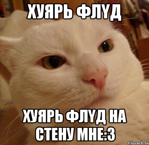 Хуярь флyд Хуярь флyд на cтену мне:3, Мем Дерзкий котэ