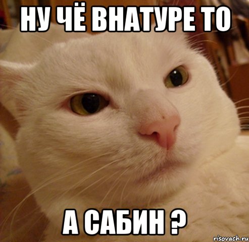 Ну чё внатуре то а Сабин ?, Мем Дерзкий котэ