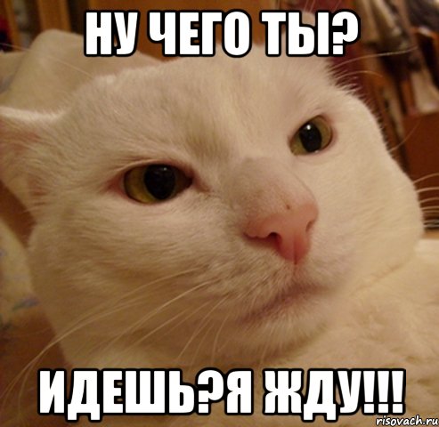 Ну чего ты? Идешь?Я жду!!!, Мем Дерзкий котэ