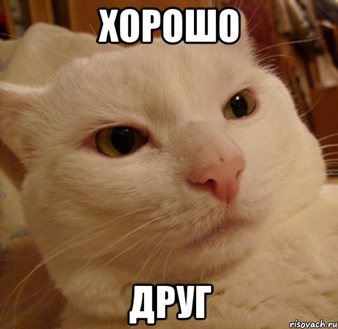 ХОРОШО ДРУГ, Мем Дерзкий котэ