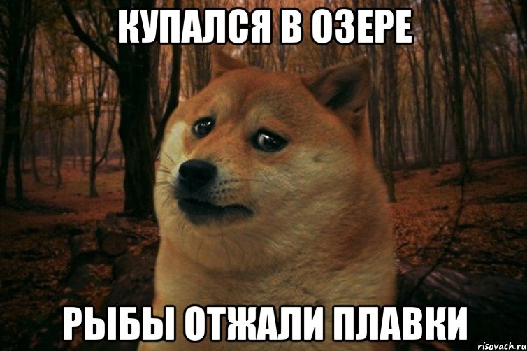 купался в озере рыбы отжали плавки, Мем SAD DOGE