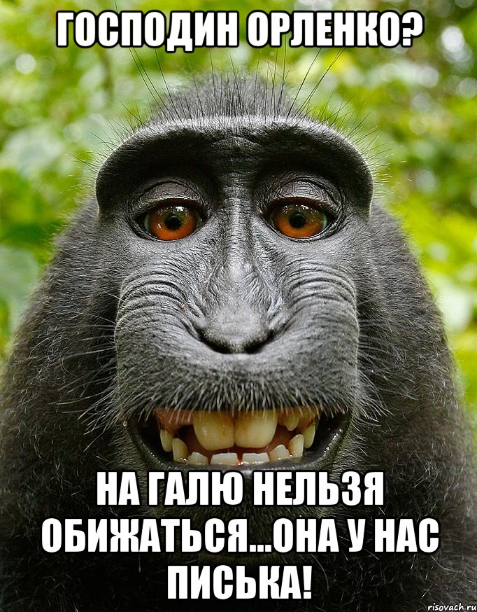 Господин Орленко? На Галю нельзя обижаться...она у нас писька!, Мем  Довольная обезьяна