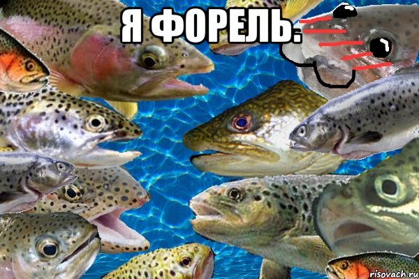 Я форель. , Мем Форель