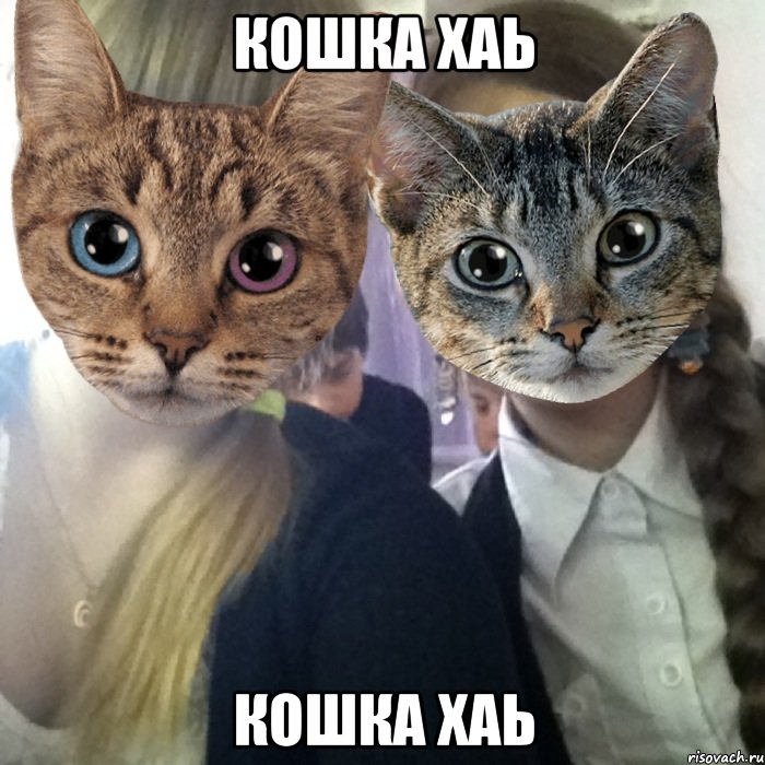 кошка хаь кошка хаь