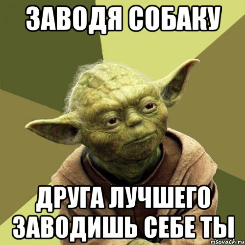 Заводя собаку Друга лучшего заводишь себе ты