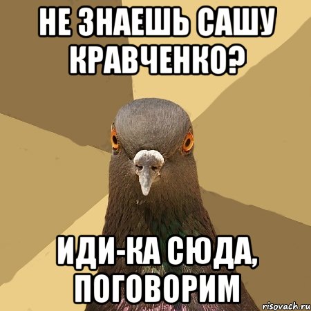 Не знаешь Сашу Кравченко? иди-ка сюда, поговорим, Мем голубь