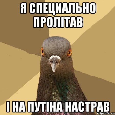 я специально пролітав і на путіна настрав, Мем голубь