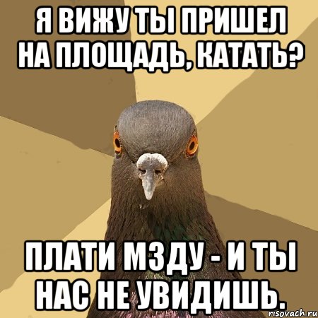 Я вижу ты пришел на площадь, катать? Плати мзду - и ты нас не увидишь., Мем голубь