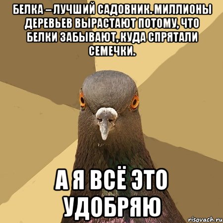 Белка – лучший садовник. Миллионы деревьев вырастают потому, что белки забывают, куда спрятали семечки. а я всё это удобряю, Мем голубь