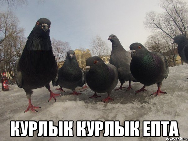  Курлык курлык епта, Мем голубь