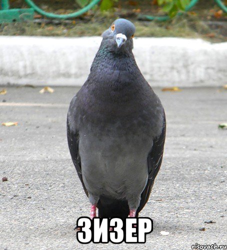 ЗИЗЕР