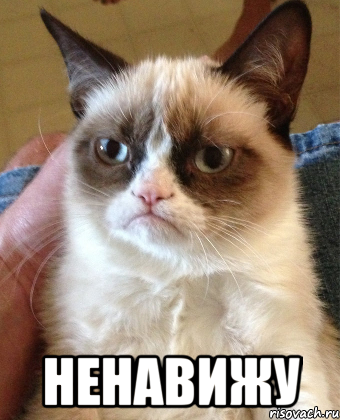  НЕНАВИЖУ, Мем Grumpy Cat small